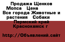 Продажа Щенков Мопса › Цена ­ 18 000 - Все города Животные и растения » Собаки   . Пермский край,Краснокамск г.